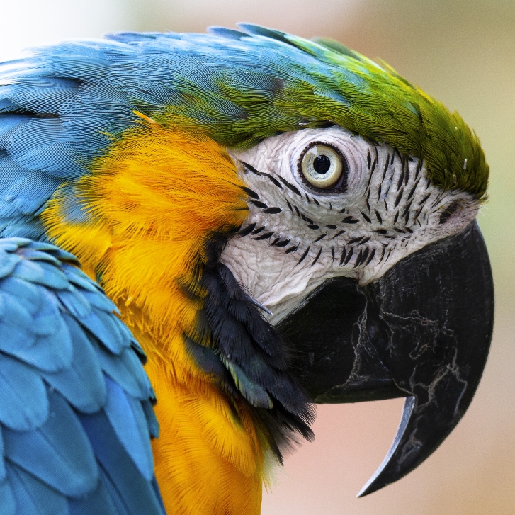 20180701 AdobeStock 253783595 Martin Papagei Close up