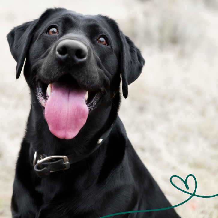 Hjertescanning kursus