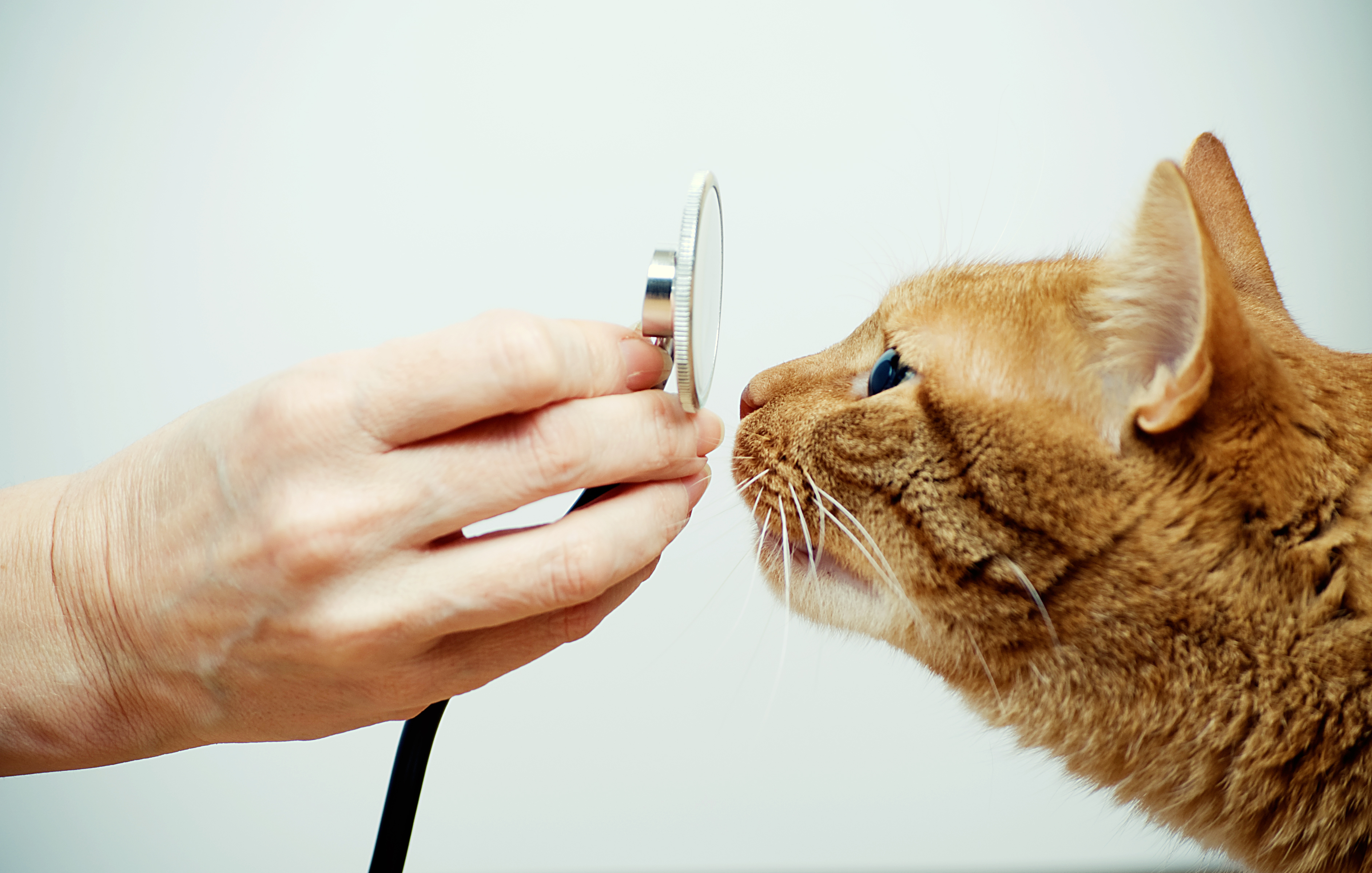 Shutterstock mtr 72611587 Katze Stethoskop