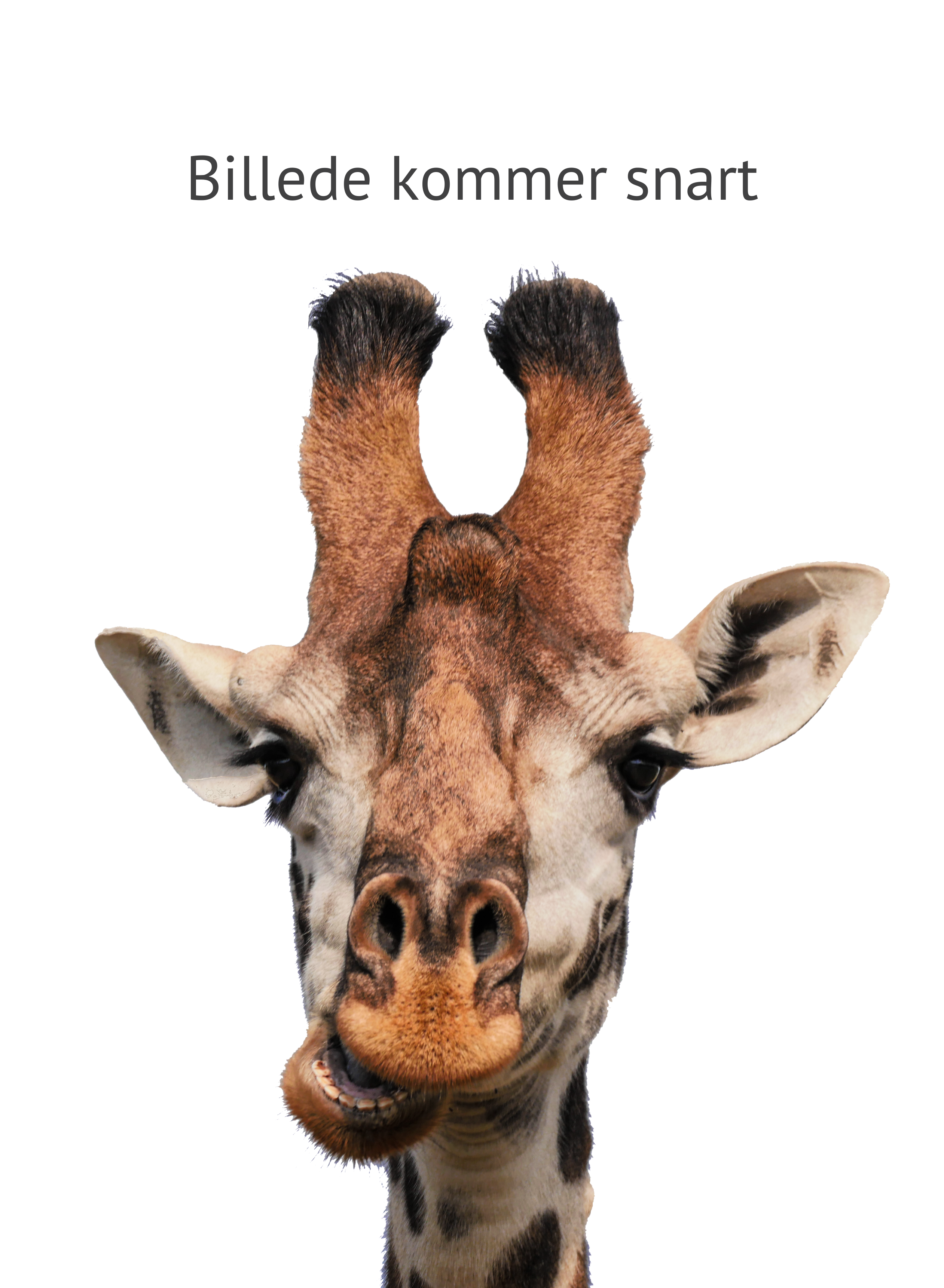 Jacob Schmidt-Svejstrup