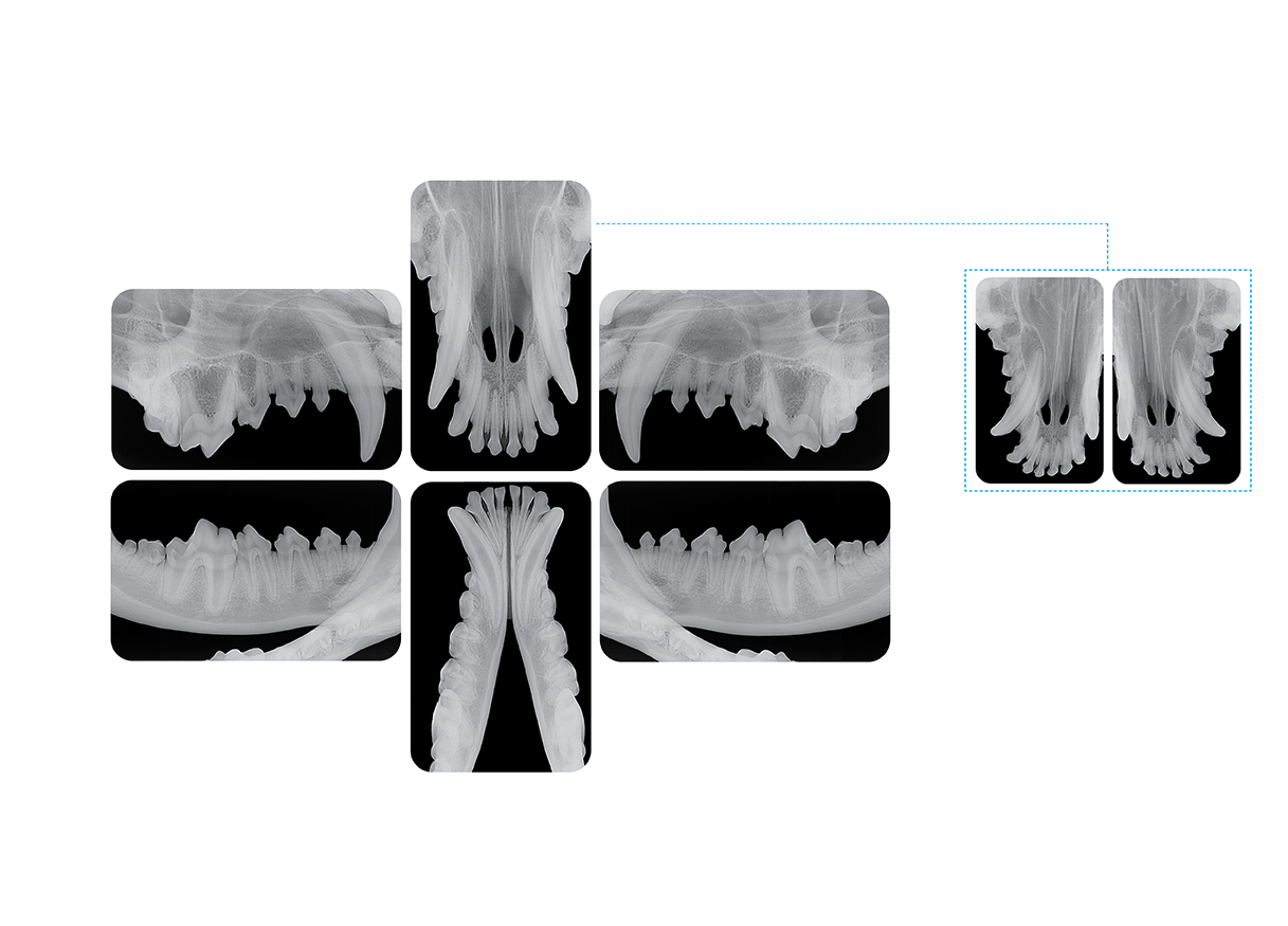 CR8 Veterinär dental röntgenframkallare