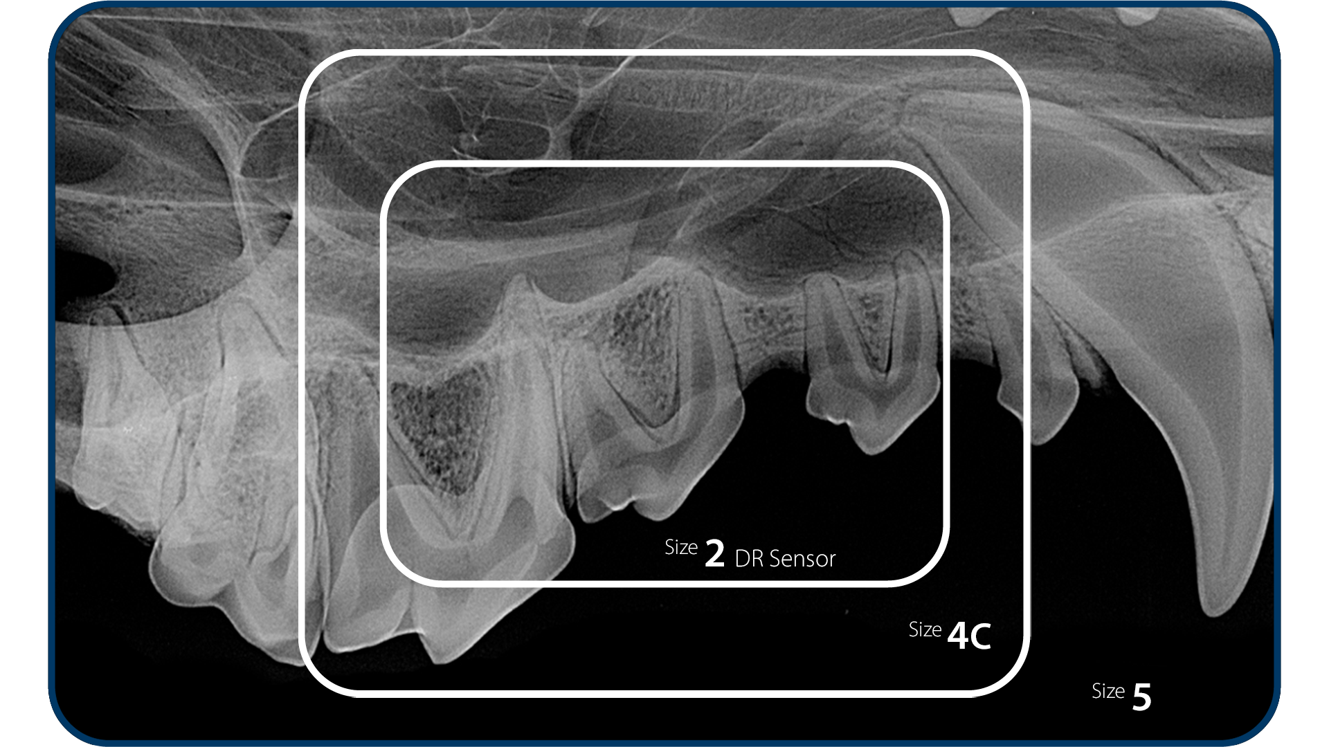 CR8 Veterinär dental röntgenframkallare