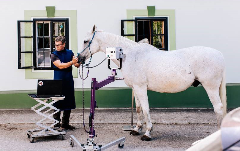 STAT-X SPLENDID, stativ för Equine röntgen